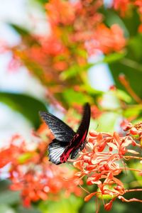 Close-up of butterfly pollinating on flower