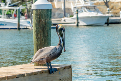 Pelican is waiting for fish to snag.