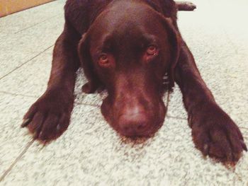 dog