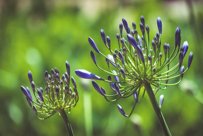 Close-up of purple flowering plant