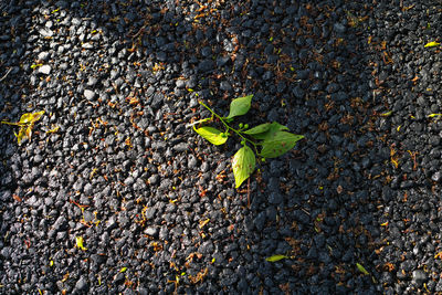 High angle view of small plant growing on field
