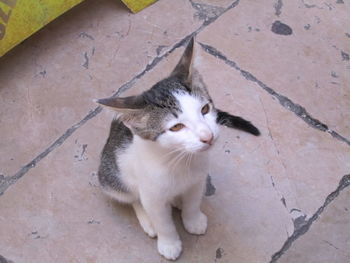 High angle portrait of cat sitting on tiled floor