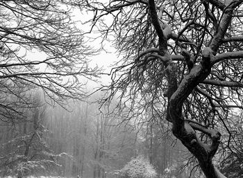 Bare trees in forest against sky