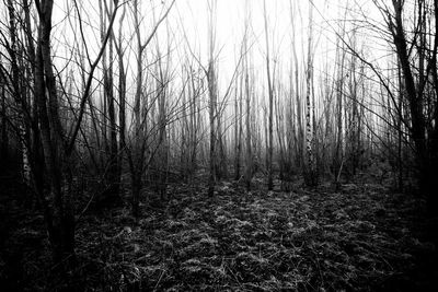 Bare trees in forest under foggy weather