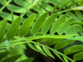 Close-up of wet leaves