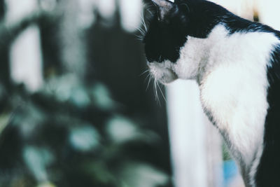 Close-up of a cat