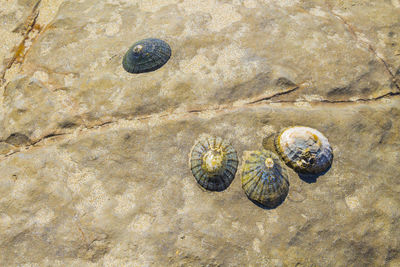 Close-up of snake