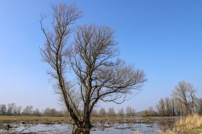 Bare trees on snow covered land against clear sky