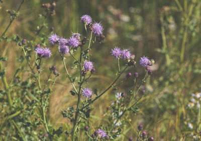 Close-up of purple flowers blooming in field