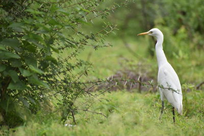 Bird on a field