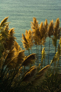 Low angle view of trees against sky