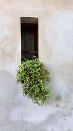 Plants growing on window