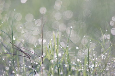 Close-up of white flowering plants on field