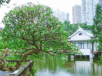 Tree by plants in city against clear sky