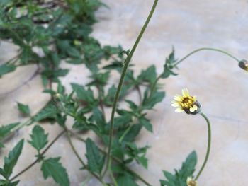 Close-up of yellow flower