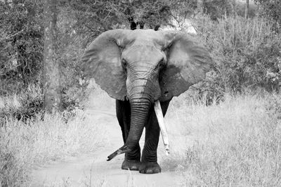 Full length of elephant standing on field