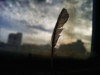 Close-up of bird flying against sky