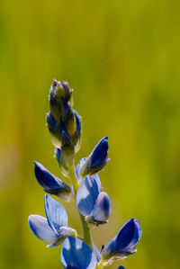 Close-up of insect on flower