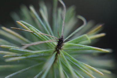 Close-up of insect on leaf