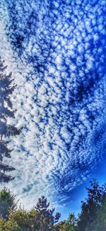 Low angle view of trees against blue sky