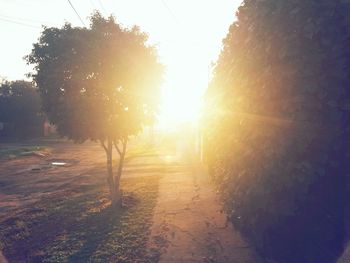 Trees on landscape at sunset