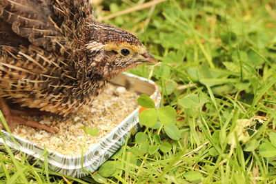 Close-up of a bird