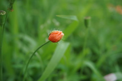 Close-up of red poppy flower