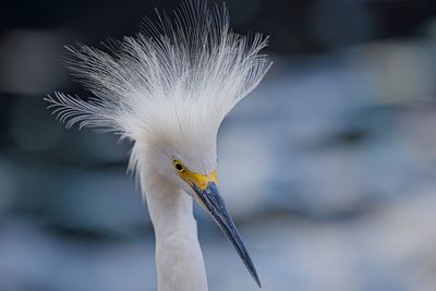 Close-up of bird