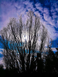 Low angle view of silhouette bare trees against blue sky