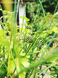 Close-up of butterfly on plant