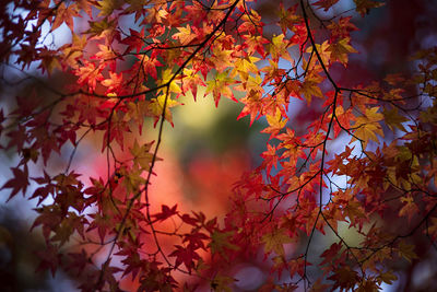 Close-up of maple leaves on tree