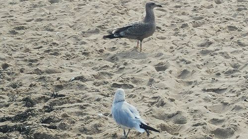 Seagull on beach