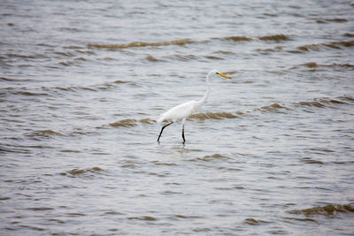 Bird flying over sea