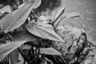 Close-up of water drops on leaves