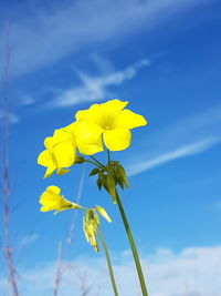 Close-up of fresh yellow flower against blue sky