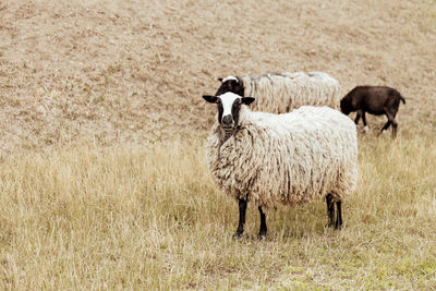 Group of suffolk sheep in farm on a pasture in the field. portrait of sheep looking at camera