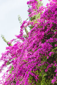Low angle view of pink flowering plant against sky
