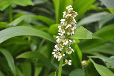 Close-up of white flowers