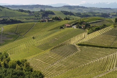 High angle view of agricultural field