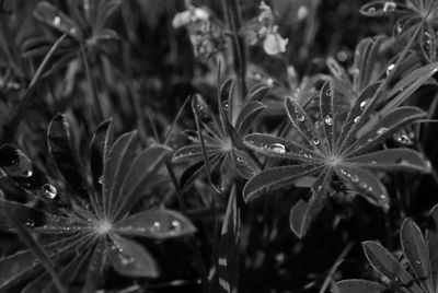Close-up of wet plant leaves