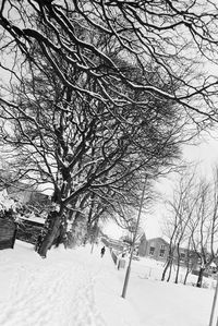 Bare trees on snow covered field