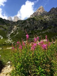 Purple flowering plants by rocks against sky