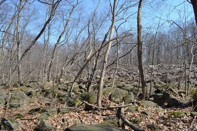 Bare trees in forest