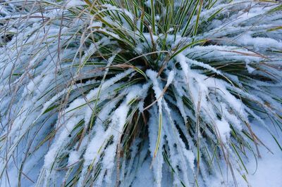 Close-up of pine tree during winter