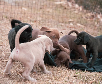 Dogs on grassy field