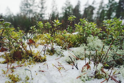 Close-up of plants against trees