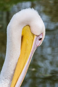 Pelican in straubinger zoo