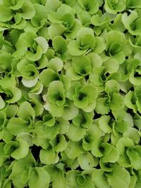 Full frame shot of fresh green plants