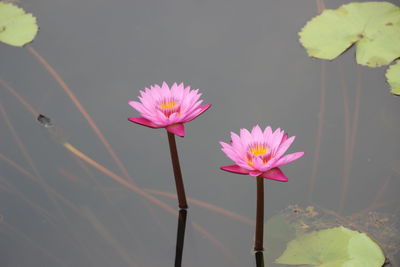 Close-up of pink lotus water lily in lake