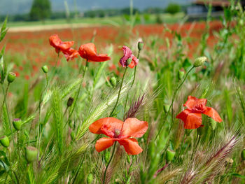 Close-up of red poppy blooming in field